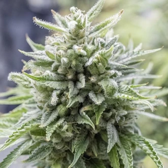 Насіння конопель OG Kush Feminised